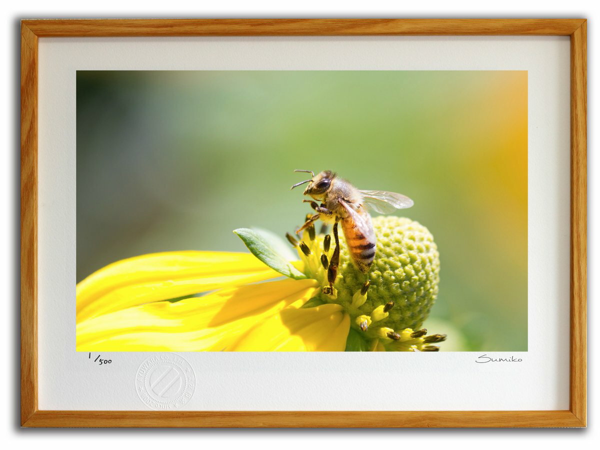 【スーパーSALE半額】版画 絵画 ミツバチとデイジー1(スミコ スコット)/インテリア 額入り 額装込 風景画 油絵 ポスター アート アートパネル リビング...