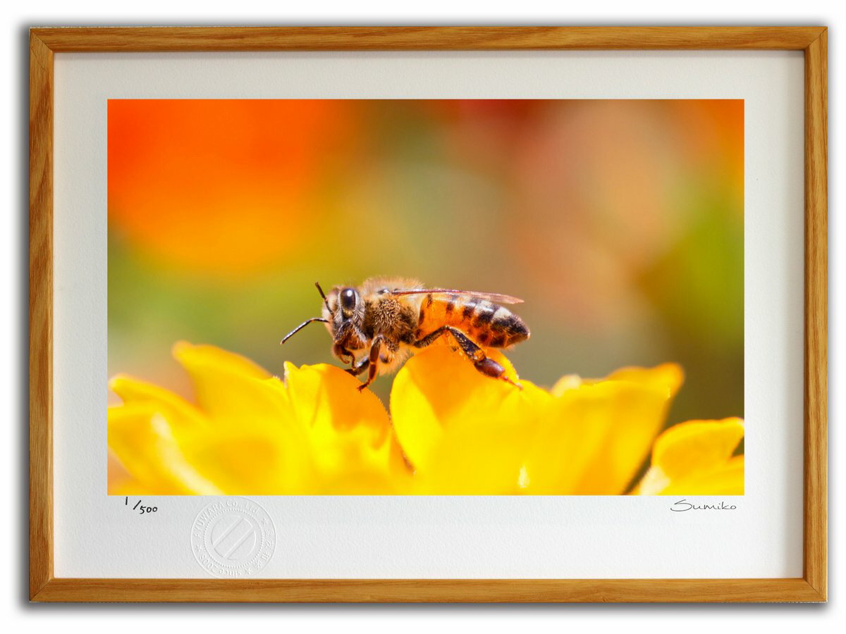 【スーパーSALE半額】版画 絵画 恥ずかしがり屋のミツバチ(スミコ スコット)/インテリア 額入り 額装込 風景画 油絵 ポスター アート アートパネル リビ...