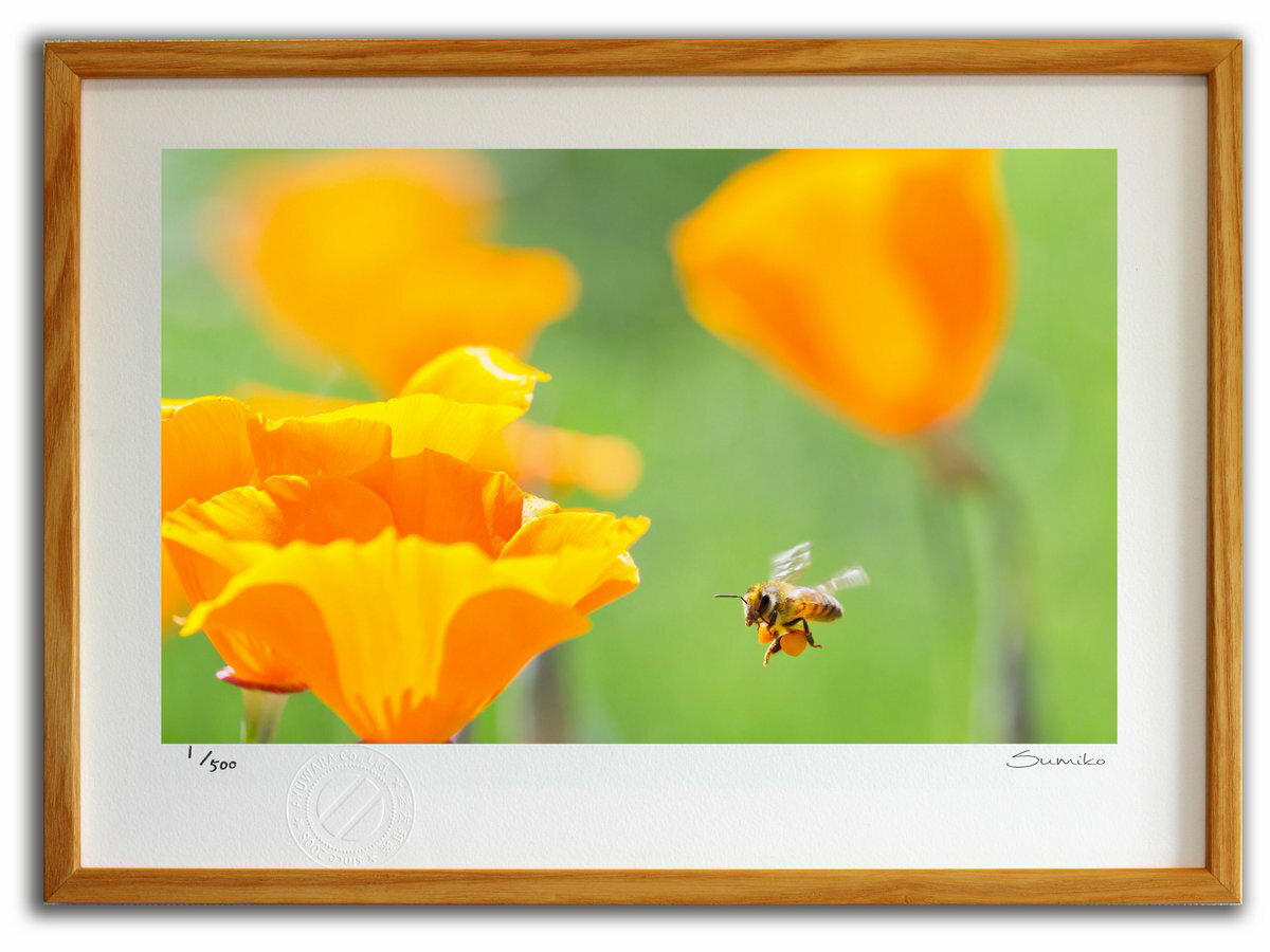 【スーパーSALE半額】版画 絵画 ミツバチとカリフォルニアポピー(スミコ スコット)/インテリア 額入り 額装込 風景画 油絵 ポスター アート アートパネル...
