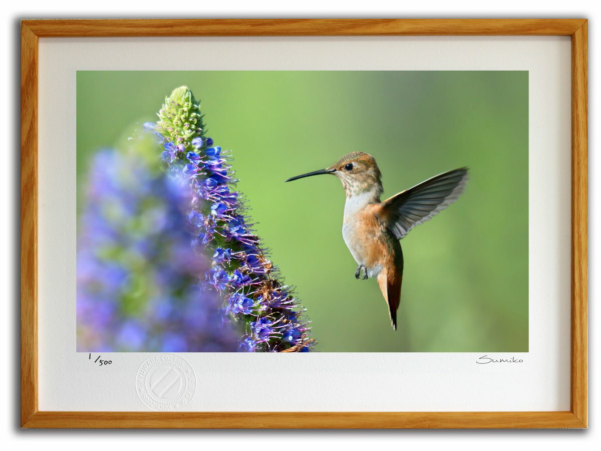 【スーパーSALE半額】版画 絵画 ハミングバードとエキウム・カンディカンス2(スミコ スコット)/インテリア 額入り 額装込 風景画 油絵 ポスター アート ...