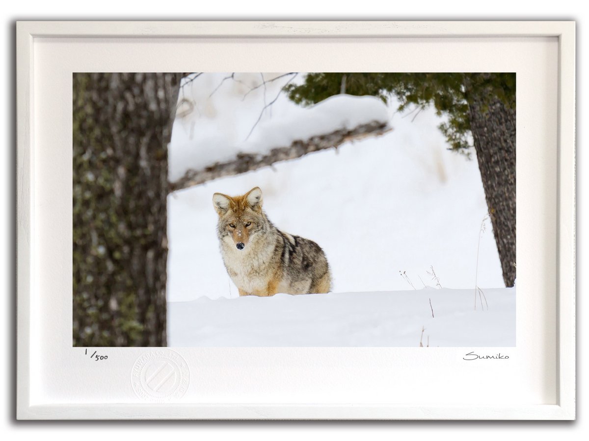 【スーパーSALE半額】版画 絵画 冬のコヨーテ、イエローストーン国立公園(スミコ スコット)/インテリア 額入り 額装込 風景画 油絵 ポスター アート アー...