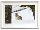 最大100%ポイントバック!限定抽選 版画 絵画 冬のコヨーテ、イエローストーン国立公園(スミコ スコット)/インテリア 額入り 額装込 風景画 油絵 ポスター...