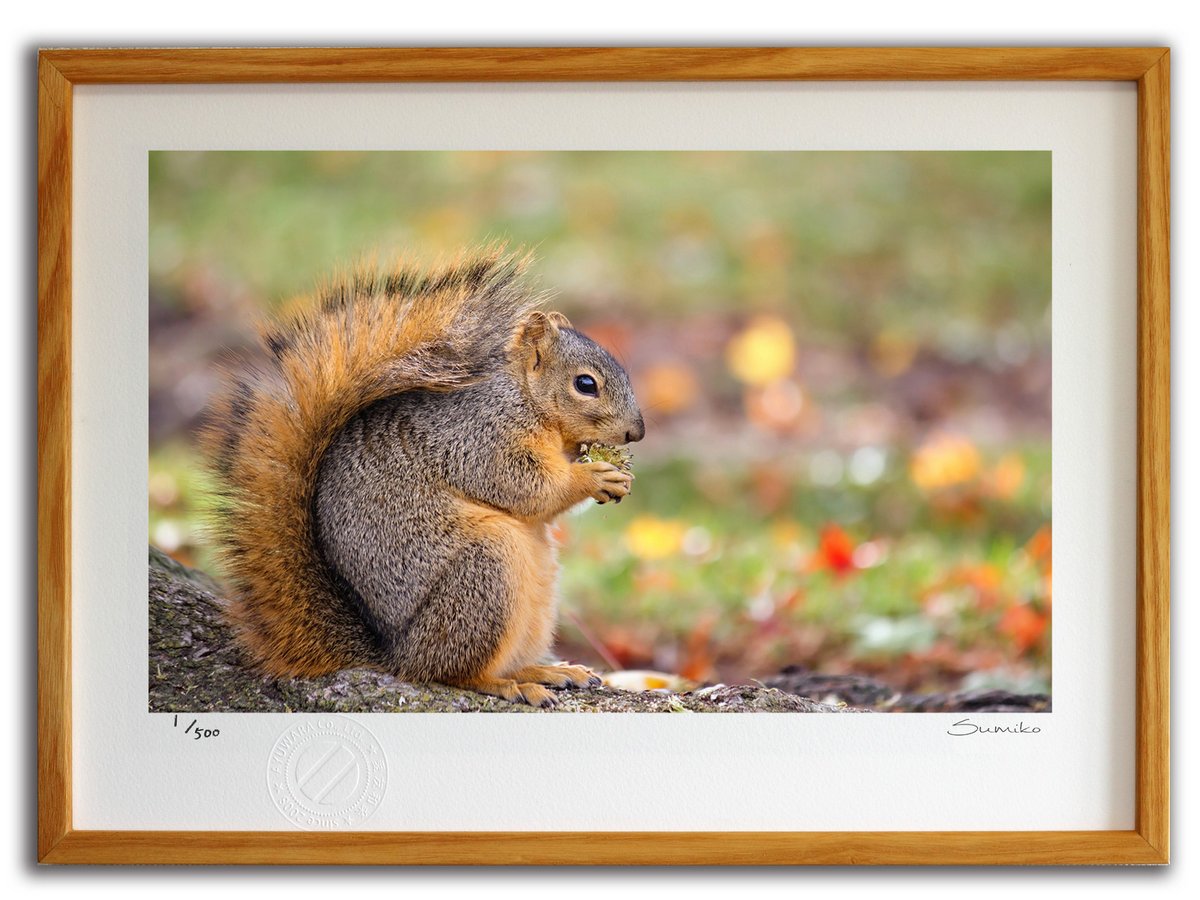 【スーパーSALE半額】版画 絵画 木の実を食べるリス(スミコ スコット)/インテリア 額入り 額装込 風景画 油絵 ポスター アート アートパネル リビング ...