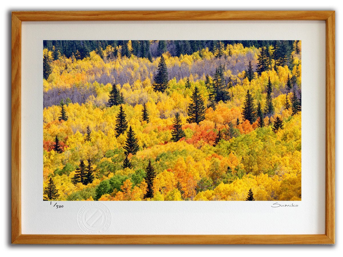 【スーパーSALE半額】版画 絵画 ニューメキシコの紅葉(スミコ スコット)/インテリア 額入り 額装込 風景画 油絵 ポスター アート アートパネル リビング...