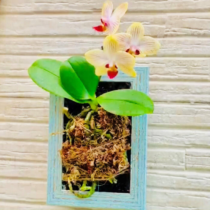 マイクロ胡蝶蘭 着生胡蝶蘭制作キット 花芽付き苗（こちょうらん）/誕生祝い 花 産地直送 フラワーギフト 洋ラン 胡蝶蘭 マイクロ胡蝶蘭 開店祝い 開業祝い ギフト プレゼントのサムネイル