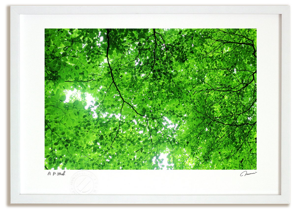 【スーパーSALE半額】アートフォト 絵画 初夏のこもれび(2014)/木漏れ日 インテリア 額入り 額装込 風景画 油絵 ポスター アート アートパネル リビ...