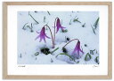 最大100%ポイントバック!限定抽選 アートフォト 絵画 雪とカタクリ 高橋真澄/インテリア 額入り 額装込 風景画 油絵 ポスター アート アートパネル リビ...