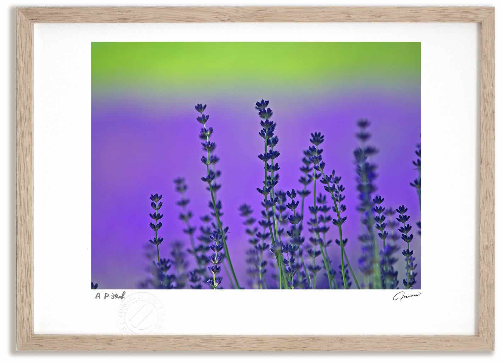 【スーパーSALE半額】アートフォト 絵画 ラベンダー1/中富良野町 高橋真澄/インテリア 額入り 額装込 風景画 油絵 ポスター アート アートパネル リビン...