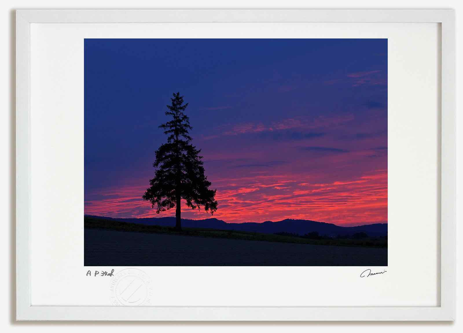 【スーパーSALE半額】アートフォト 絵画 ベスト クリスマスツリーの木の残照1 高橋真澄 /額入り 額装込 風景画 絵画 アート リビング 玄関 トイレ イン...