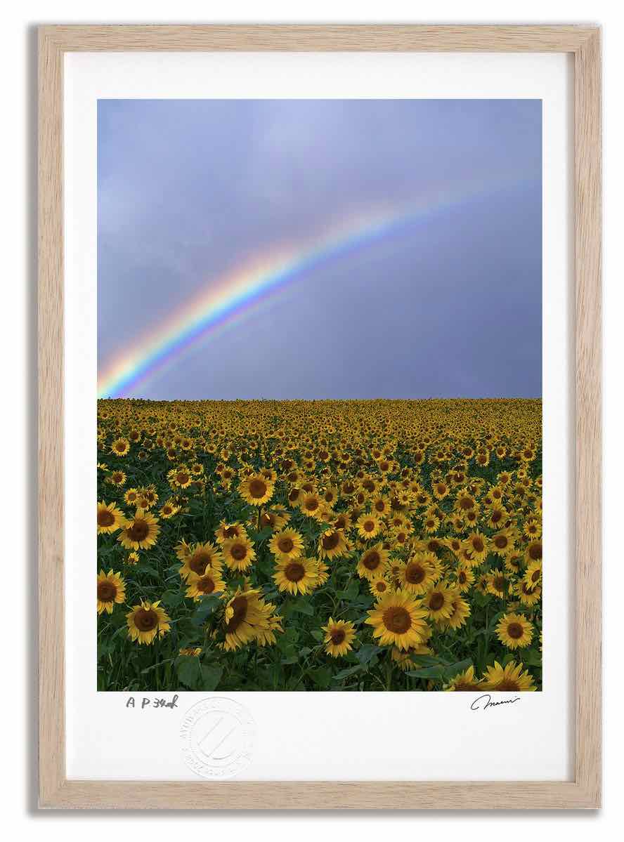【スーパーSALE半額】アートフォト 絵画 ヒマワリ畑と虹 高橋真澄/インテリア 額入り 額装込 風景画 油絵 ポスター アート アートパネル リビング 玄関 ...