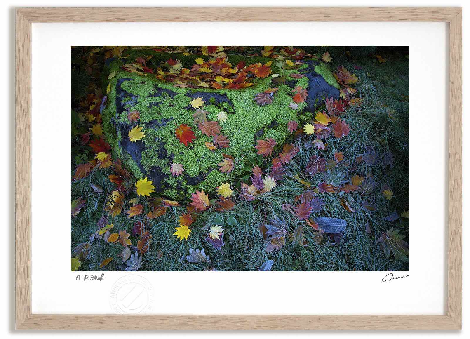【スーパーSALE半額】アートフォト 絵画 紅葉1 高橋真澄/インテリア 額入り 額装込 風景画 油絵 ポスター アート アートパネル リビング 玄関 プレゼン...