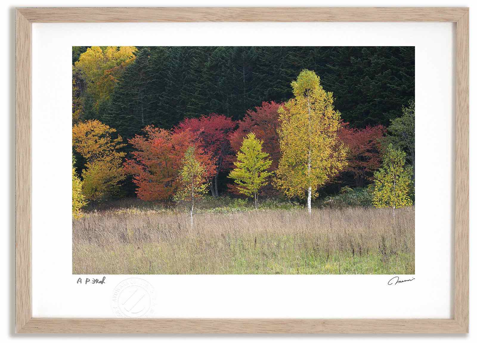 アートフォト 絵画 白樺桜の紅葉 高橋真澄/インテリア 額入り 額装込 風景画 油絵 ポスター アート アートパネル リビング 玄関 プレゼント モダン アートフレーム 飾る Mサイズ おしゃれ 壁掛け 絵