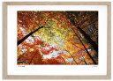 アートフォト 絵画 紅葉4 高橋真澄/インテリア 額入り 額装込 風景画 油絵 ポスター アート アートパネル リビング 玄関 プレゼント モダン アートフレーム 飾る おしゃれ 壁掛け 絵