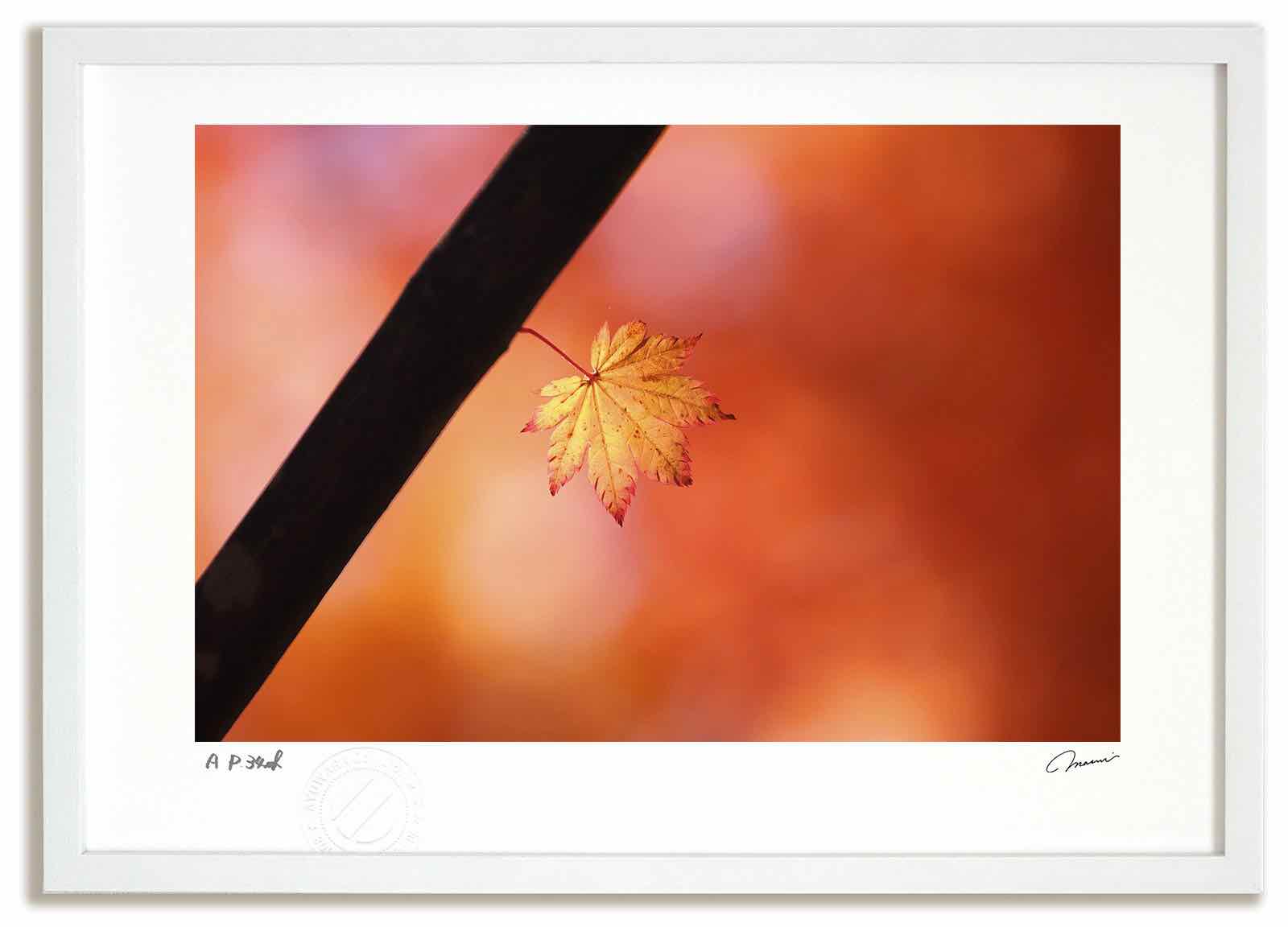 【スーパーSALE半額】アートフォト 絵画 紅葉6 高橋真澄/インテリア 額入り 額装込 風景画 油絵 ポスター アート アートパネル リビング 玄関 プレゼン...