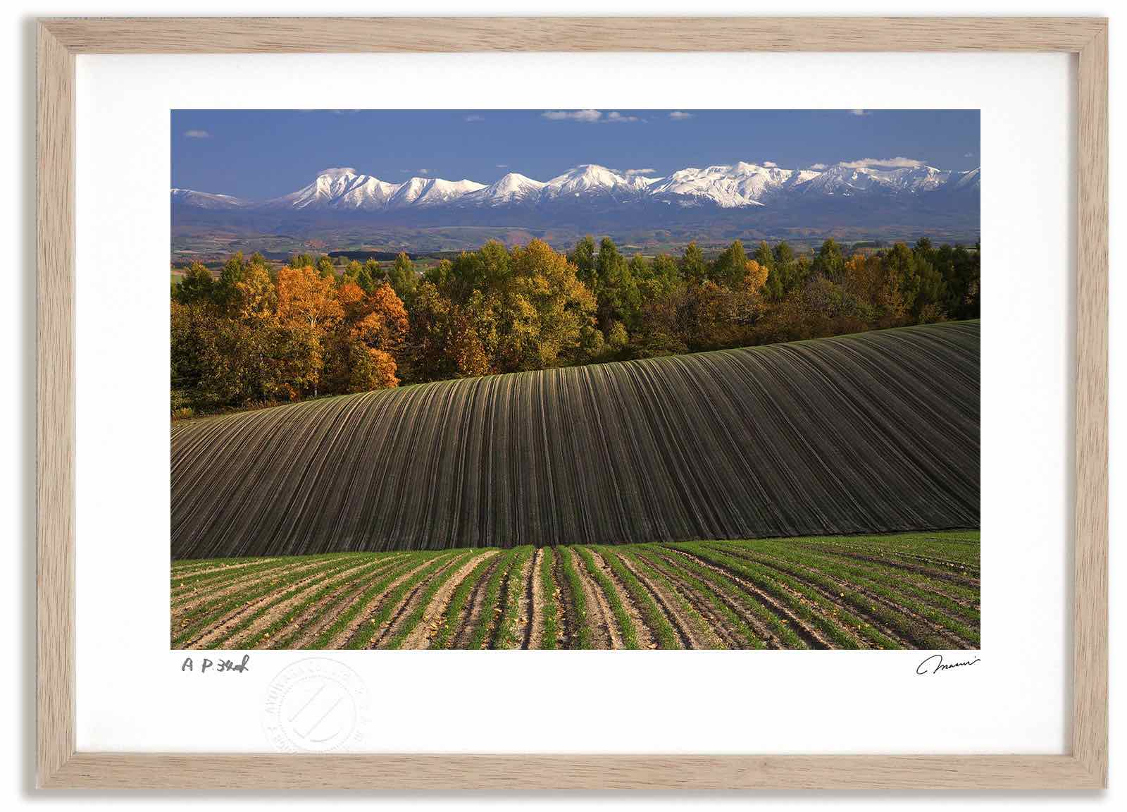 【スーパーSALE半額】アートフォト 絵画 丘の秋1 高橋真澄/インテリア 額入り 額装込 風景画 油絵 ポスター アート アートパネル リビング 玄関 プレゼ...