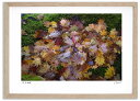 アートフォト 絵画 紅葉7 高橋真澄/インテリア 額入り 額装込 風景画 油絵 ポスター アート アートパネル リビング 玄関 プレゼント モダン アートフレーム 飾る おしゃれ 壁掛け 絵