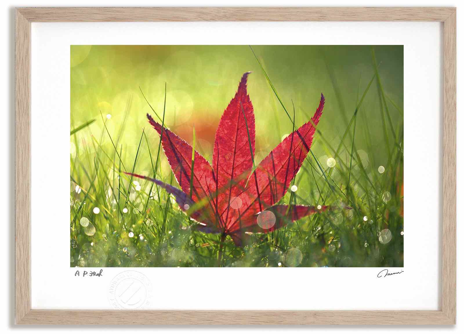 【スーパーSALE半額】アートフォト 絵画 紅葉9 高橋真澄/インテリア 額入り 額装込 風景画 油絵 ポスター アート アートパネル リビング 玄関 プレゼン...