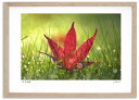 最大100%ポイントバック!限定抽選 アートフォト 絵画 紅葉9 高橋真澄/インテリア 額入り 額装込 風景画 油絵 ポスター アート アートパネル リビング ...