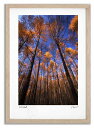 最大100%ポイントバック!限定抽選 アートフォト 絵画 紅葉のカラマツ1 高橋真澄/インテリア 額入り 額装込 風景画 油絵 ポスター アート アートパネル ...