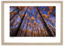 アートフォト 絵画 カラマツの紅葉2 高橋真澄/インテリア 額入り 額装込 風景画 油絵 ポスター アート アートパネル リビング 玄関 プレゼント モダン ア...