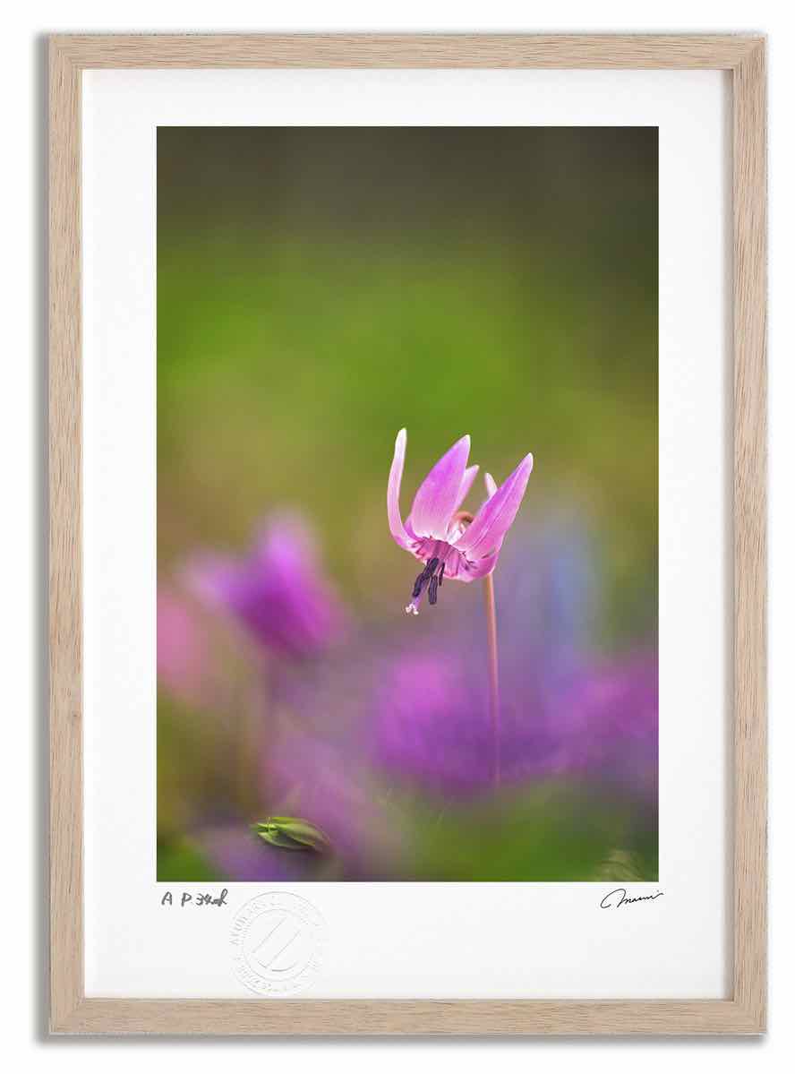 【スーパーSALE半額】アートフォト 絵画 カタクリ3 高橋真澄/インテリア 額入り 額装込 風景画 油絵 ポスター アート アートパネル リビング 玄関 プレ...