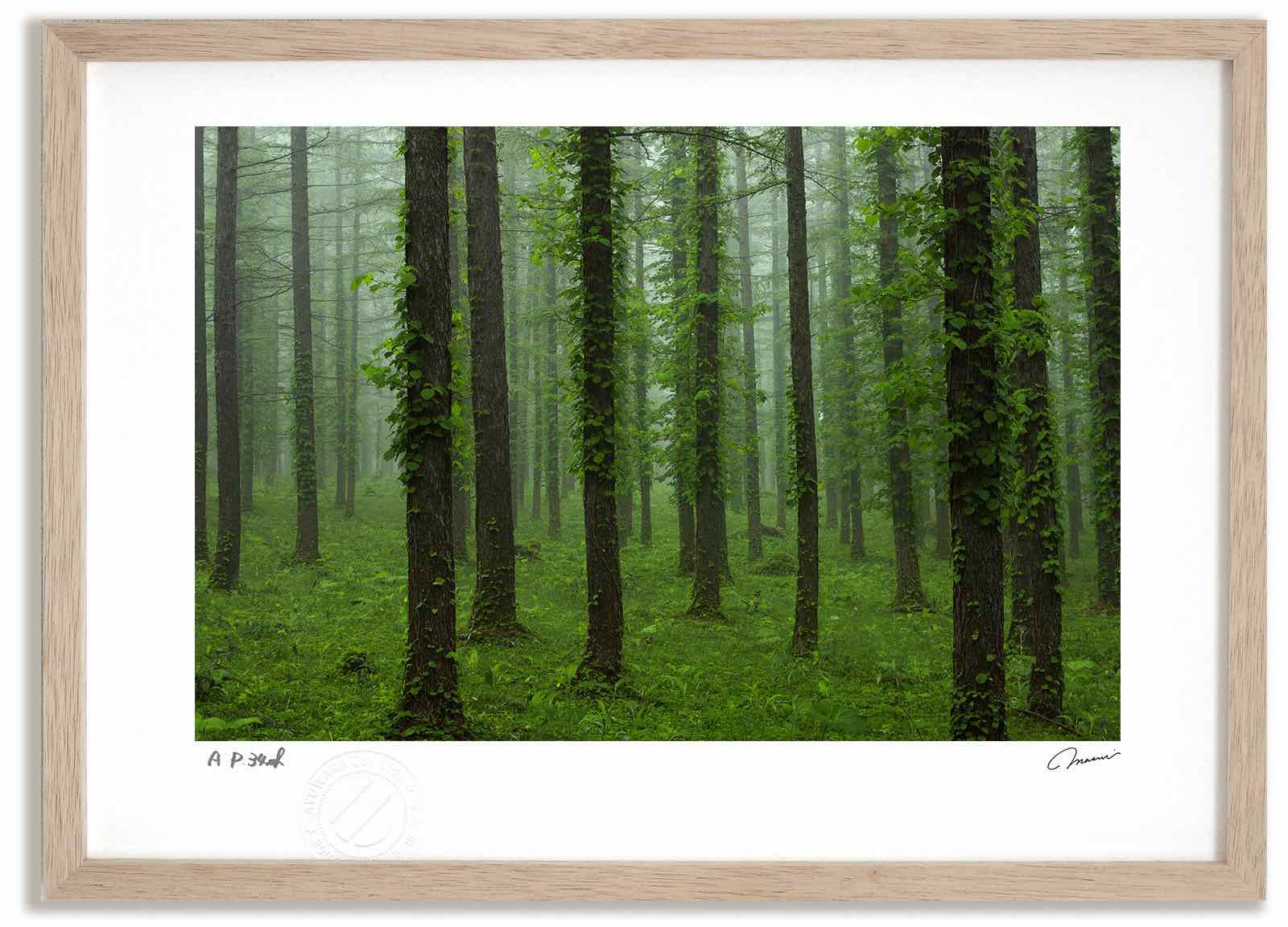 【スーパーSALE半額】アートフォト 絵画 新緑のカラマツ林1 高橋真澄/インテリア 額入り 額装込 風景画 油絵 ポスター アート アートパネル リビング 玄...