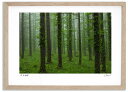最大100%ポイントバック!限定抽選 アートフォト 絵画 新緑のカラマツ林1 高橋真澄/インテリア 額入り 額装込 風景画 油絵 ポスター アート アートパネル...