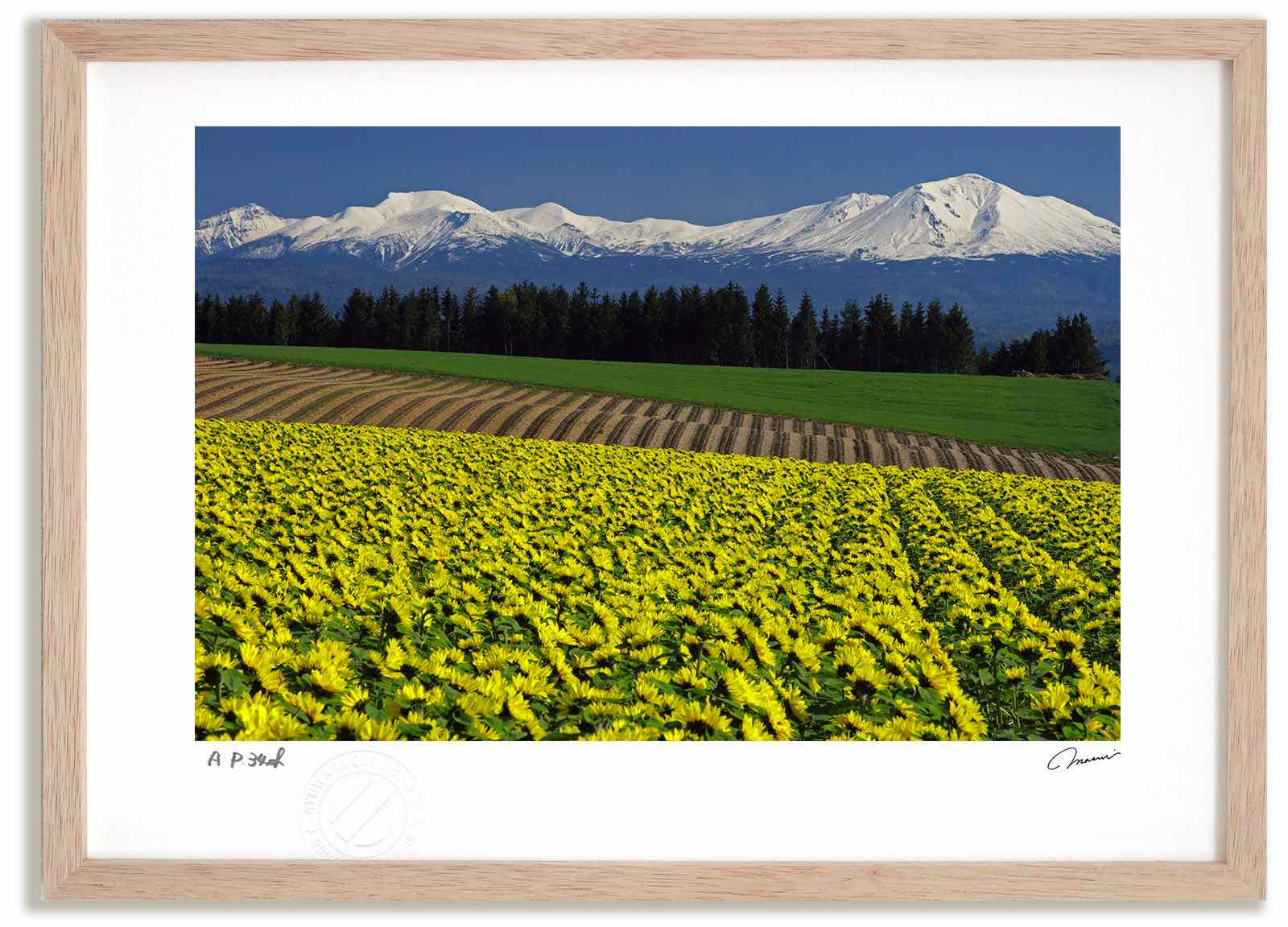 【スーパーSALE半額】アートフォト 絵画 大雪山とヒマワリ 高橋真澄/インテリア 額入り 額装込 風景画 油絵 ポスター アート アートパネル リビング 玄関...