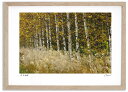 アートフォト 絵画 紅葉のススキと白樺 高橋真澄/インテリア 額入り 額装込 風景画 油絵 ポスター アート アートパネル リビング 玄関 プレゼント モダン アートフレーム 飾る おしゃれ 壁掛け 絵