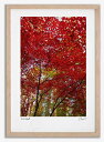 アートフォト 絵画 紅葉12/中富良野町 高橋真澄/インテリア 額入り 額装込 風景画 油絵 ポスター アート アートパネル リビング 玄関 プレゼント モダン アートフレーム 飾る おしゃれ 壁掛け 絵