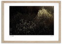 最大100%ポイントバック!限定抽選 アートフォト 絵画 ねこやなぎ3 高橋真澄/インテリア 額入り 額装込 風景画 油絵 ポスター アート アートパネル リビ...