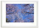 最大100%ポイントバック!限定抽選 アートフォト 絵画 桜3 高橋真澄/インテリア 額入り 額装込 風景画 油絵 ポスター アート アートパネル リビング 玄...