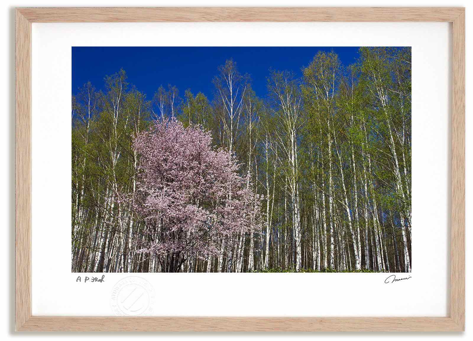 アートフォト 絵画 桜4/中富良野町 高橋真澄/インテリア 額入り 額装込 風景画 油絵 ポスター アート アートパネル リビング 玄関 プレゼント モダン アートフレーム 飾る Mサイズ おしゃれ 壁掛け 絵