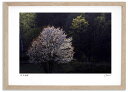 最大100%ポイントバック!限定抽選 アートフォト 絵画 新緑と桜2 高橋真澄/インテリア 額入り 額装込 風景画 油絵 ポスター アート アートパネル リビン...