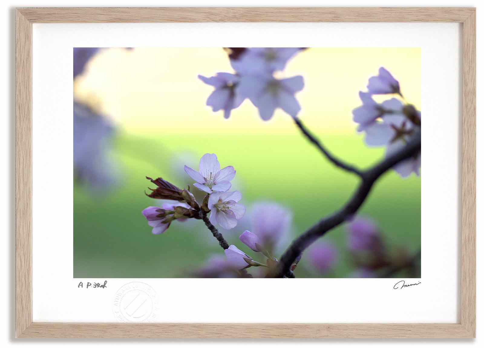 【スーパーSALE半額】アートフォト 絵画 さくら3 高橋真澄/インテリア 額入り 額装込 風景画 油絵 ポスター アート アートパネル リビング 玄関 プレゼ...