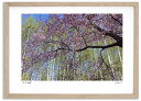【抽選ポイント100%バック】アートフォト 絵画 白樺の新緑と桜4 高橋真澄/インテリア 額入り 額装込 風景画 油絵 ポスター アート アートパネル リビング...