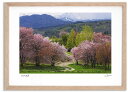 最大100%ポイントバック!限定抽選 アートフォト 絵画 桜7 高橋真澄/インテリア 額入り 額装込 風景画 油絵 ポスター アート アートパネル リビング 玄...