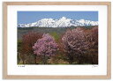 最大100%ポイントバック!限定抽選 アートフォト 絵画 桜と芦別岳 高橋真澄/インテリア 額入り 額装込 風景画 油絵 ポスター アート アートパネル リビン...