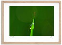 最大100%ポイントバック!限定抽選 アートフォト 絵画 ベスト 水滴5 高橋真澄/インテリア 額入り 額装込 風景画 油絵 ポスター アート アートパネル リ...
