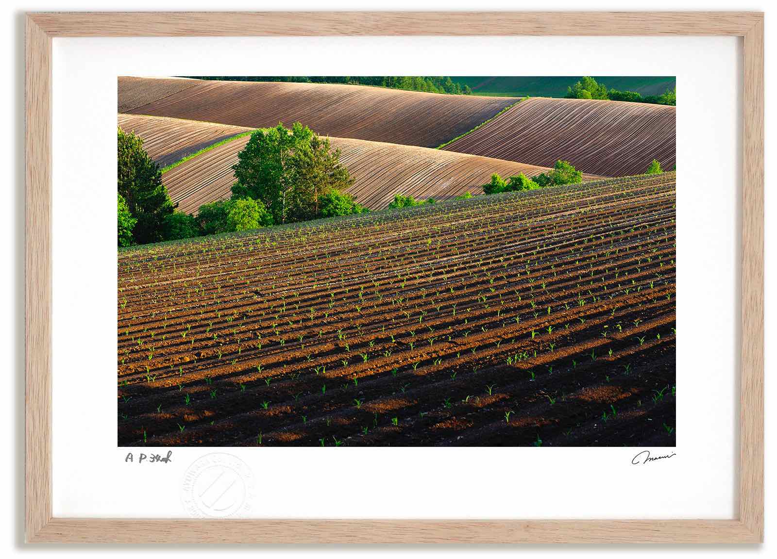 【スーパーSALE半額】アートフォト 絵画 新緑の丘2 高橋真澄/インテリア 額入り 額装込 風景画 油絵 ポスター アート アートパネル リビング 玄関 プレ...