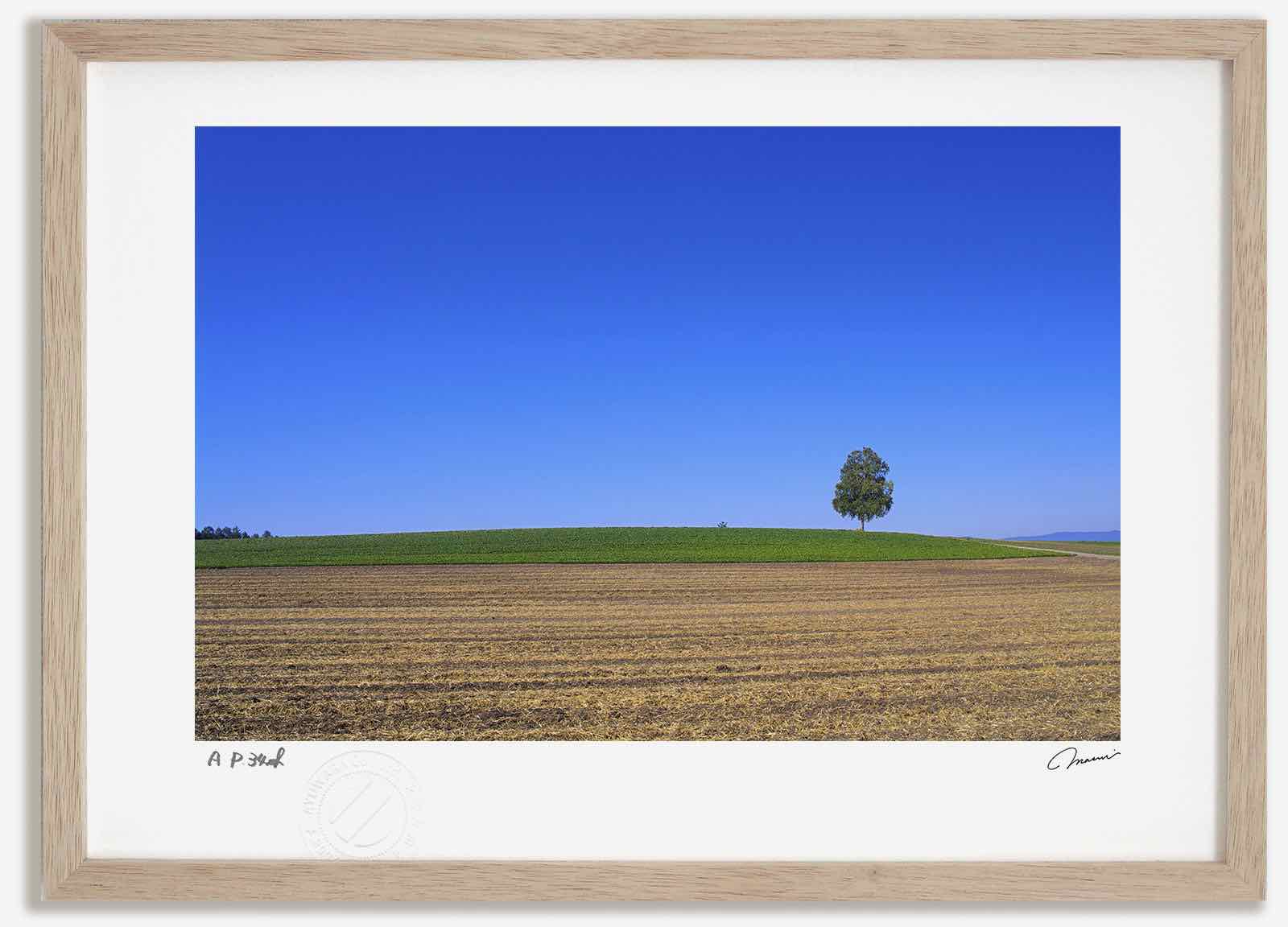 【スーパーSALE半額】アートフォト 絵画 白樺の木と丘1 高橋真澄/インテリア 額入り 額装込 風景画 油絵 ポスター アート アートパネル リビング 玄関 プレゼント モダン アートフレーム 飾る おしゃれ 壁掛け 絵