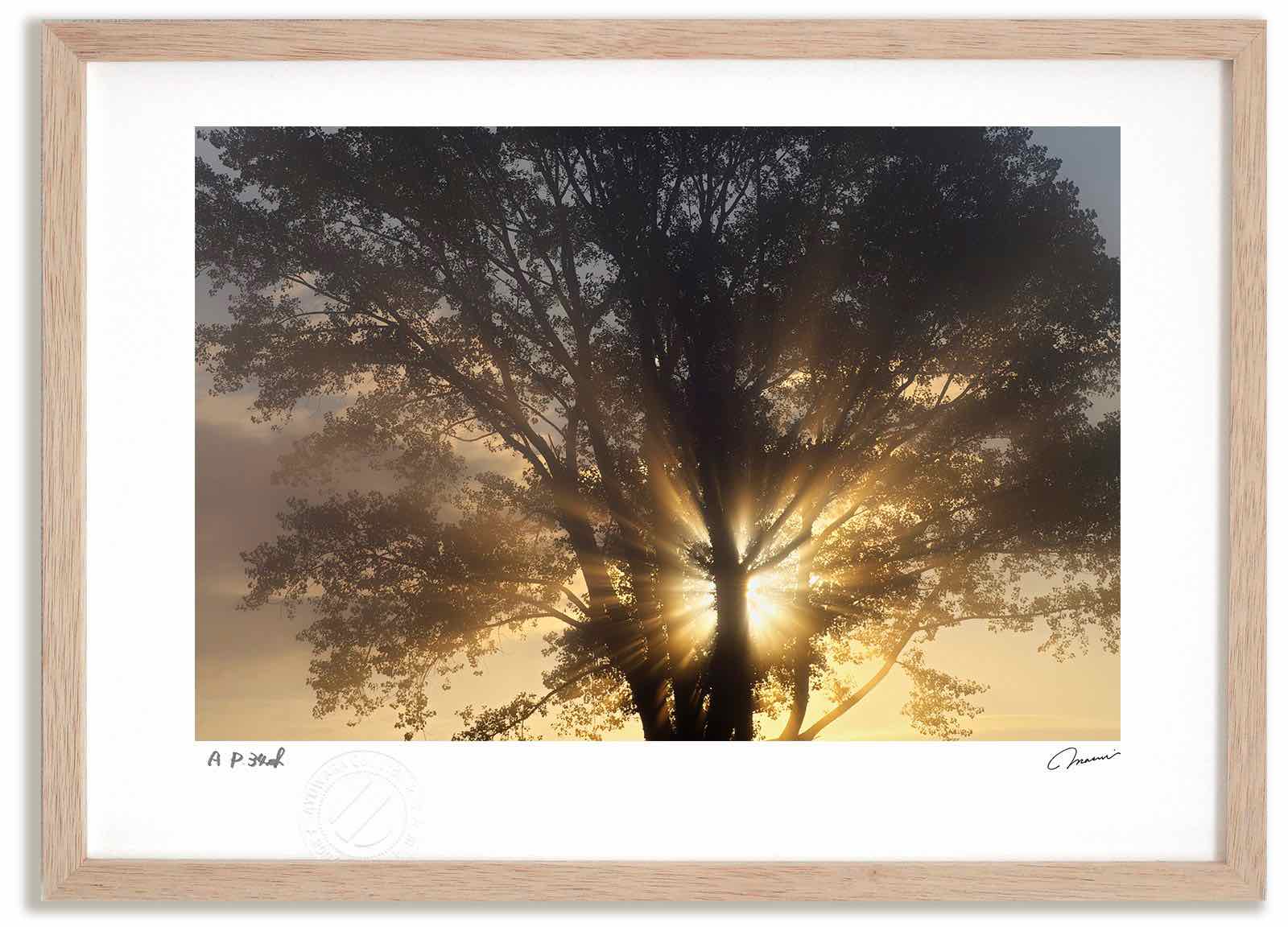 【スーパーSALE半額】アートフォト 絵画 哲学の木の日の出2 高橋真澄/インテリア 額入り 額装込 風景画 油絵 ポスター アート アートパネル リビング 玄...