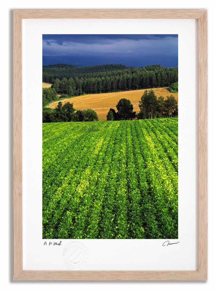 【スーパーSALE半額】アートフォト 絵画 収穫の丘3 高橋真澄/インテリア 額入り 額装込 風景画 油絵 ポスター アート アートパネル リビング 玄関 プレ...