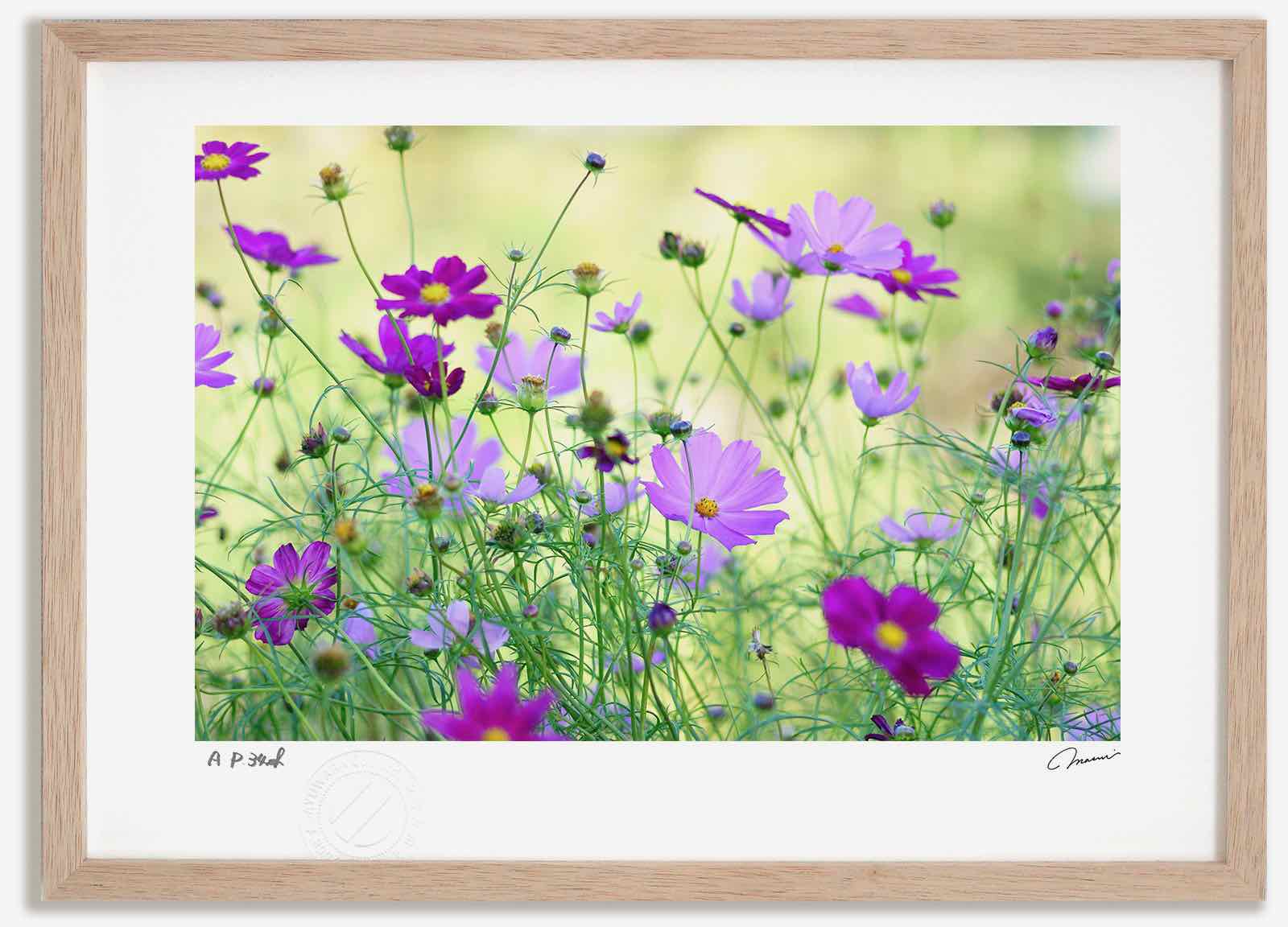 【スーパーSALE半額】アートフォト 絵画 コスモス2 高橋真澄/インテリア 額入り 額装込 風景画 油絵 ポスター アート アートパネル リビング 玄関 プレ...