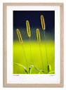 最大100%ポイントバック!限定抽選 アートフォト 絵画 エノコロ草11 高橋真澄/インテリア 額入り 額装込 風景画 油絵 ポスター アート アートパネル リ...