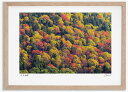 最大100%ポイントバック!限定抽選 アートフォト 絵画 大雪山の紅葉1 高橋真澄/インテリア 額入り 額装込 風景画 油絵 ポスター アート アートパネル リ...