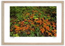アートフォト 絵画 漆の紅葉3 高橋真澄/インテリア 額入り 額装込 風景画 油絵 ポスター アート アートパネル リビング 玄関 プレゼント モダン アートフレーム 飾る おしゃれ 壁掛け 絵