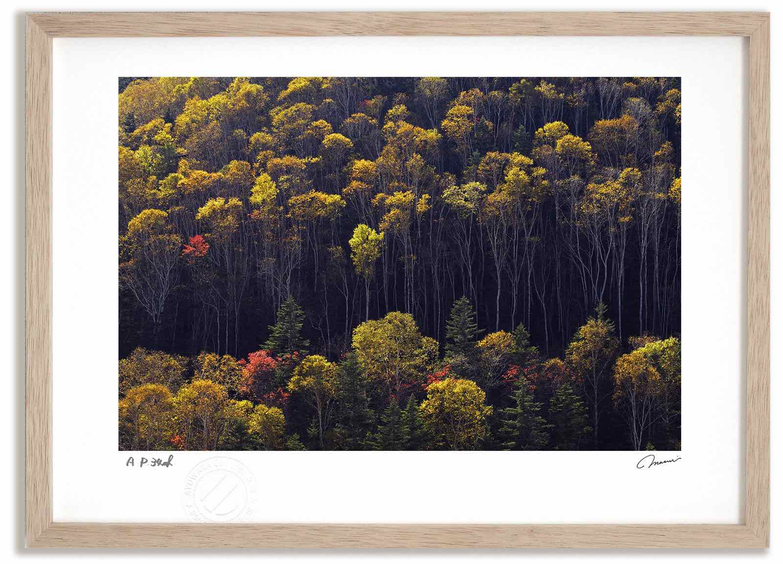 アートフォト 絵画 大雪山の紅葉5 高橋真澄/インテリア 額入り 額装込 風景画 油絵 ポスター アート アートパネル リビング 玄関 プレゼント モダン アートフレーム 飾る Mサイズ おしゃれ 壁掛け 絵