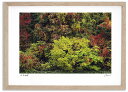 アートフォト 絵画 紅葉14 高橋真澄/インテリア 額入り 額装込 風景画 油絵 ポスター アート アートパネル リビング 玄関 プレゼント モダン アートフレーム 飾る おしゃれ 壁掛け 絵