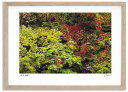 アートフォト 絵画 紅葉15 高橋真澄/インテリア 額入り 額装込 風景画 油絵 ポスター アート アートパネル リビング 玄関 プレゼント モダン アートフレーム 飾る おしゃれ 壁掛け 絵